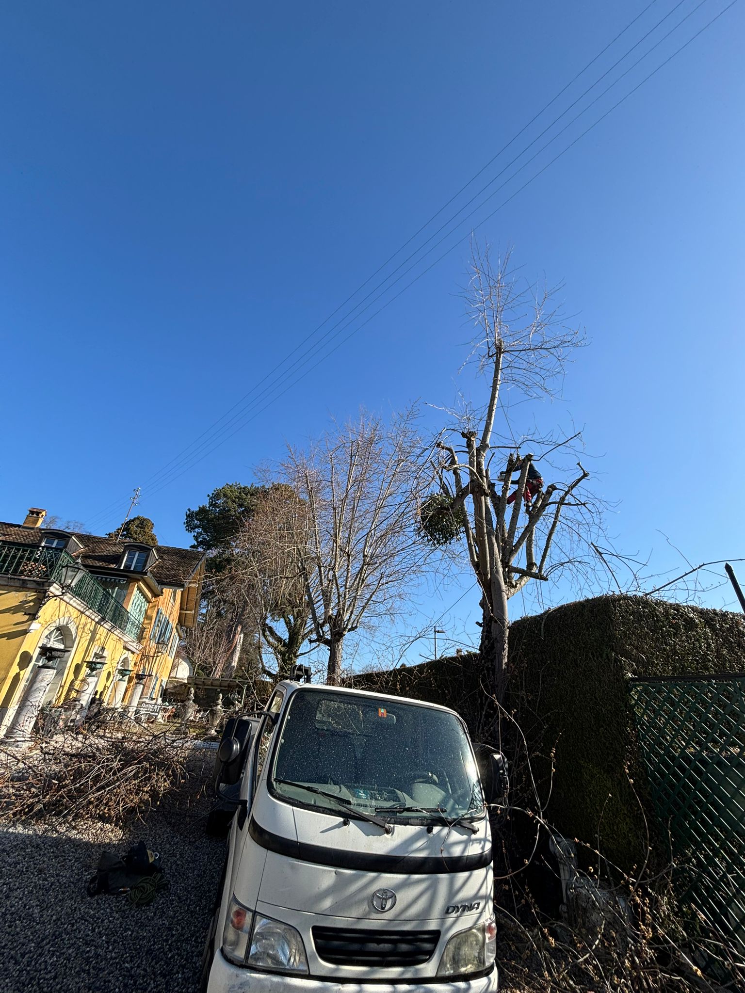Taille d’arbre