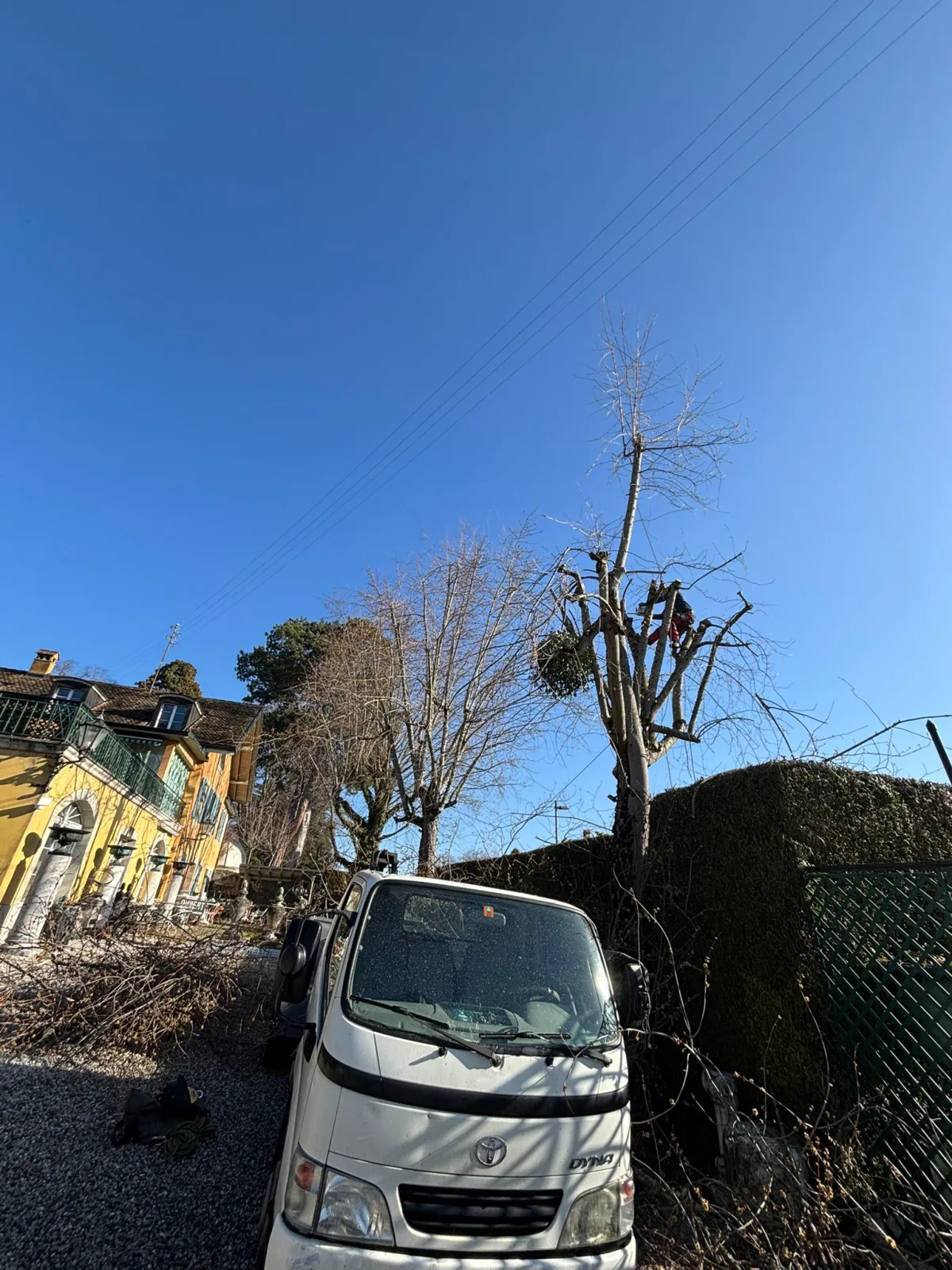 Taille d’arbre – Jardinier de la Côte